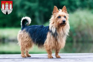 Read more about the article Australian Terrier breeders and puppies in Salzburg
