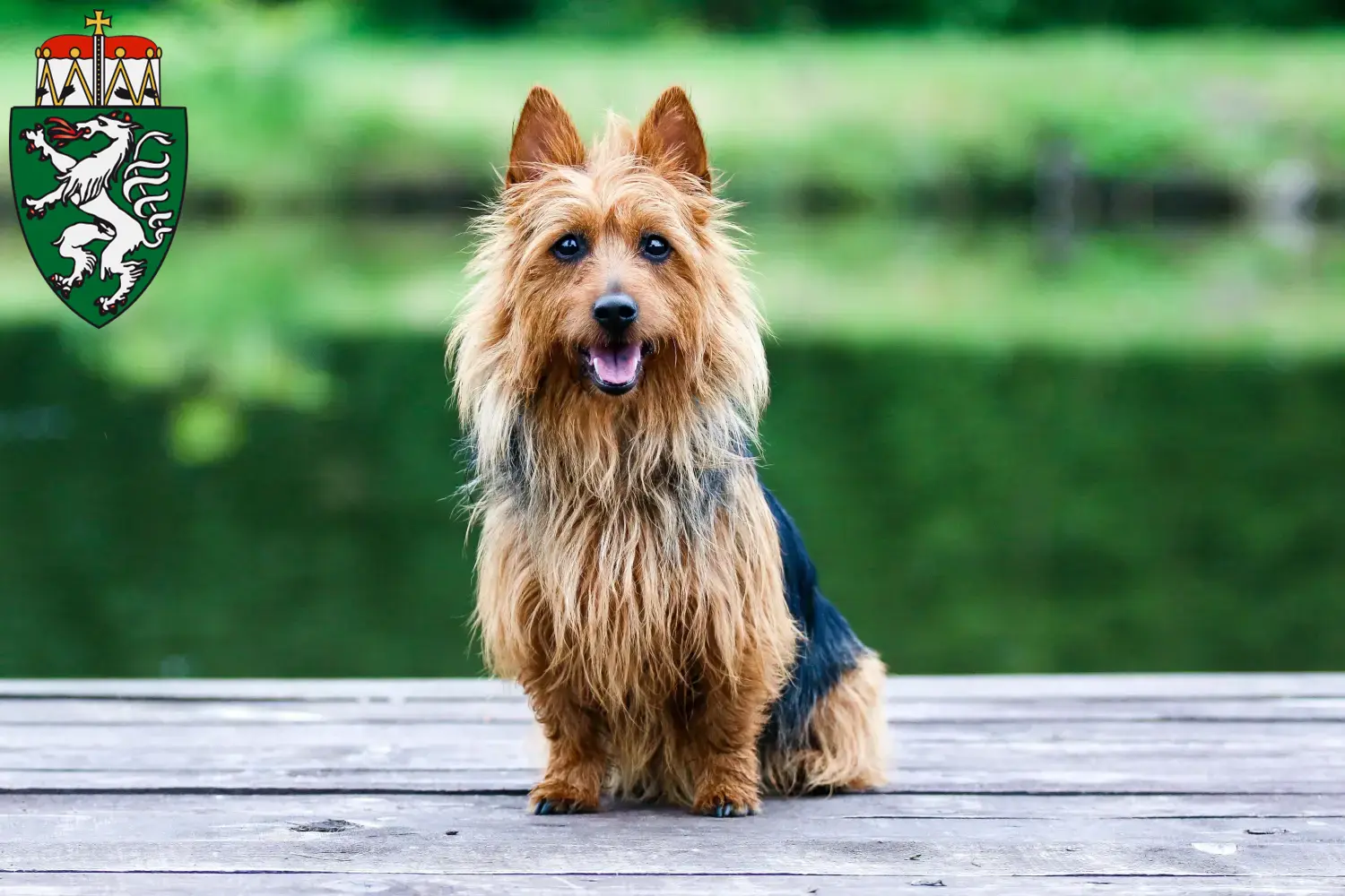 Read more about the article Australian Terrier breeders and puppies in Styria