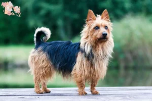 Read more about the article Australian Terrier breeders and puppies in Syddanmark