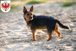 Read more about the article Australian Terrier breeders and puppies in Tyrol