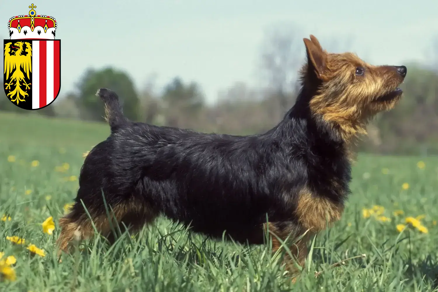 Read more about the article Australian Terrier breeders and puppies in Upper Austria