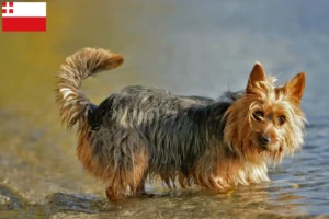 Read more about the article Australian Terrier breeders and puppies in Utrecht