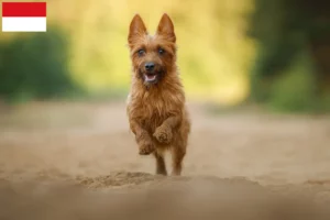 Read more about the article Australian Terrier breeders and puppies in Vienna