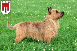 Read more about the article Australian Terrier breeders and puppies in Vorarlberg