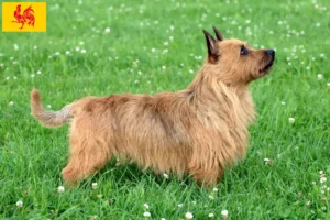 Read more about the article Australian Terrier breeders and puppies in Walloon Region