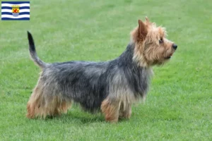 Read more about the article Australian Terrier breeders and puppies in Zeeland