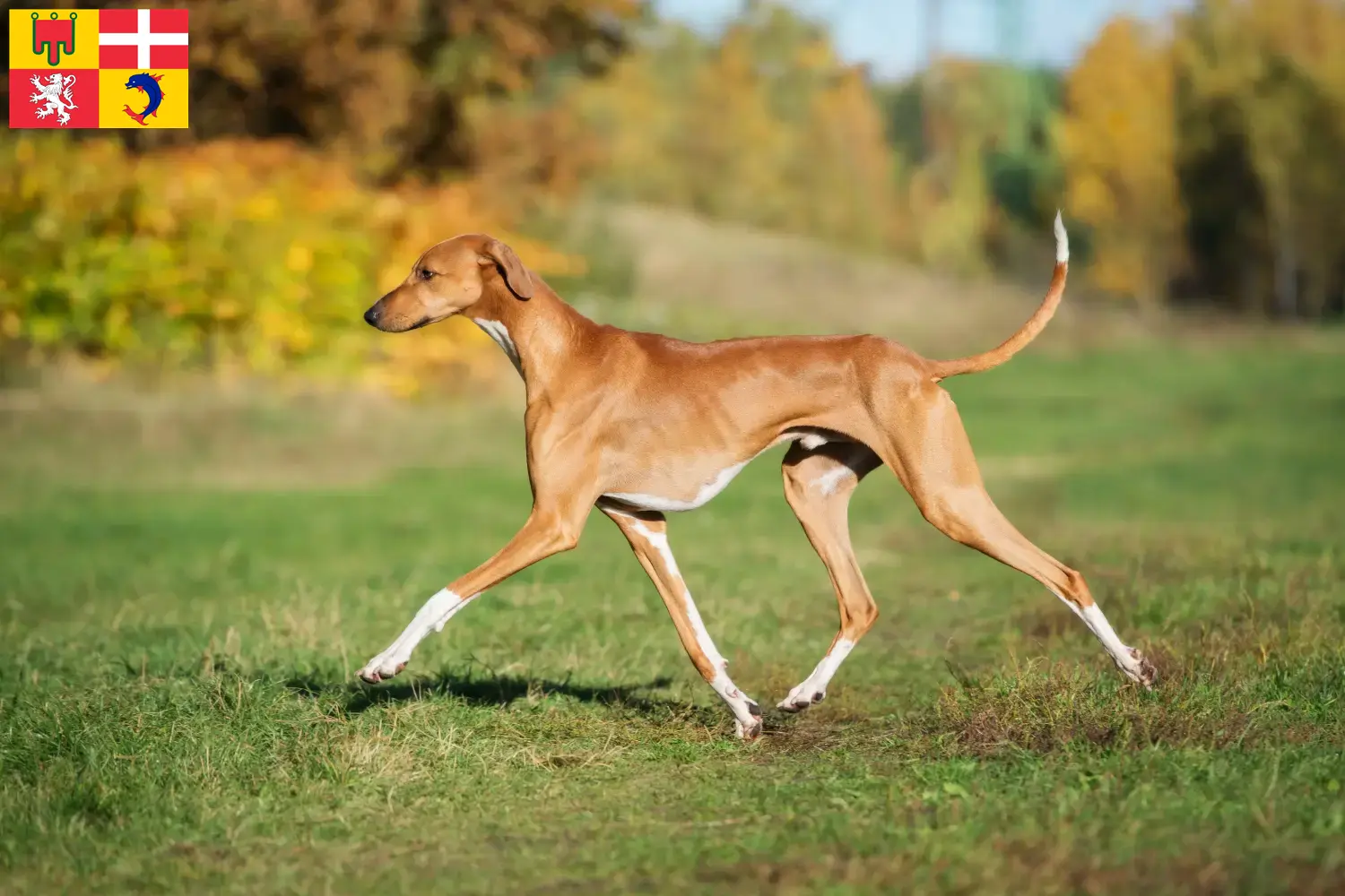 Read more about the article Azawakh breeders and puppies in Auvergne-Rhône-Alpes