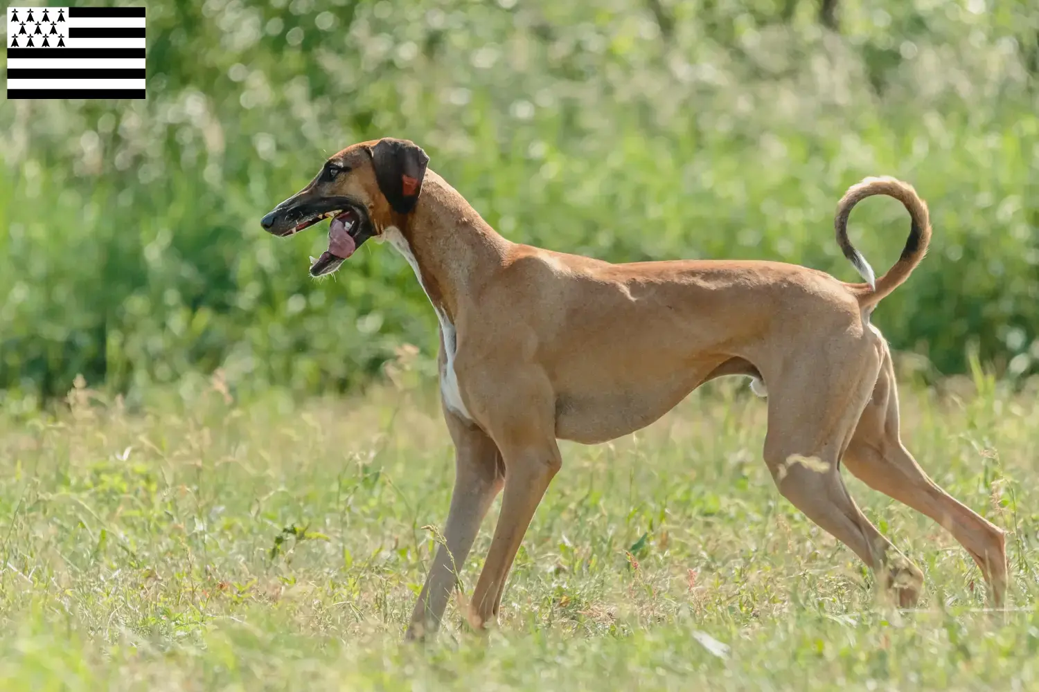 Read more about the article Azawakh breeders and puppies in Brittany