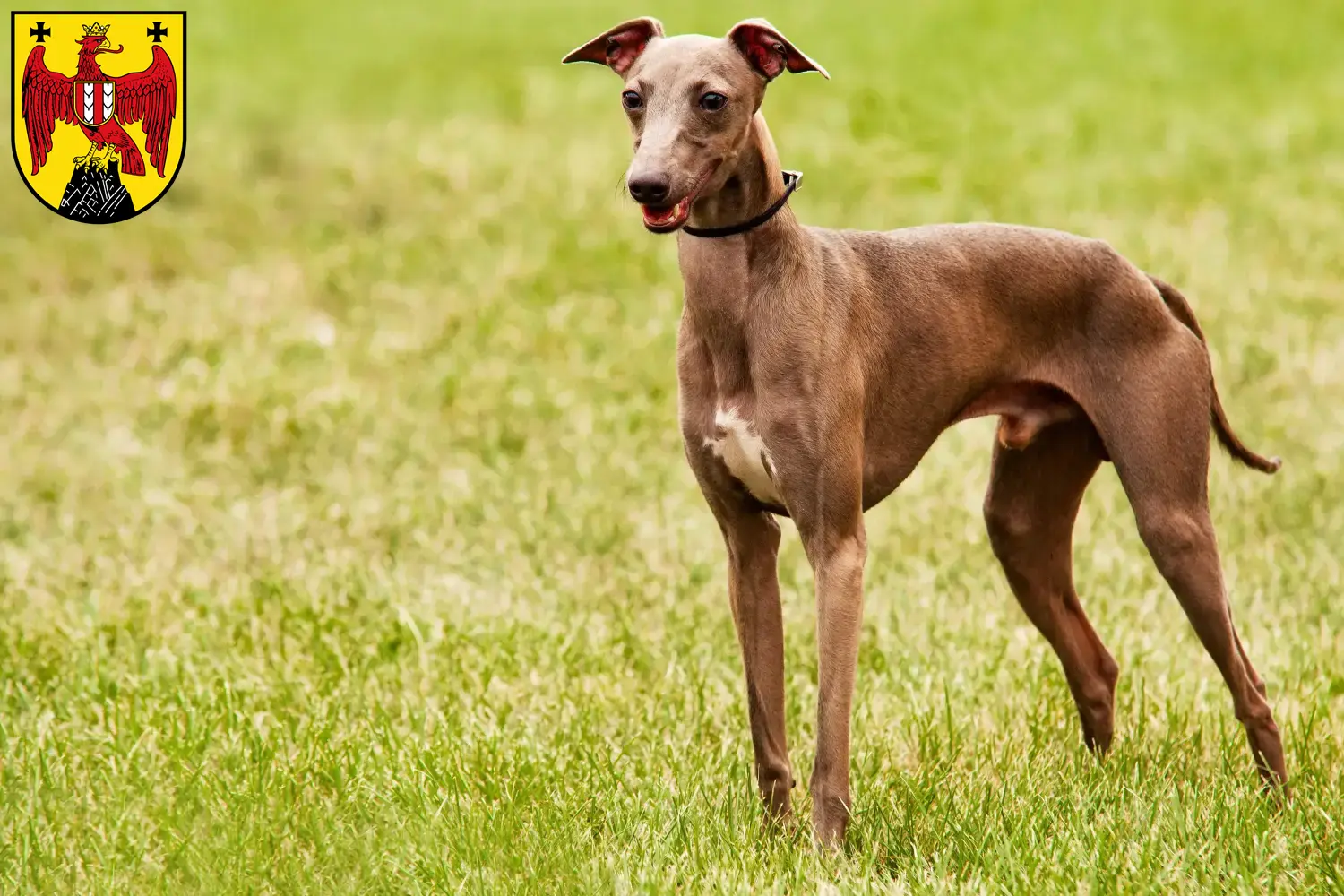 Read more about the article Azawakh breeders and puppies in Burgenland