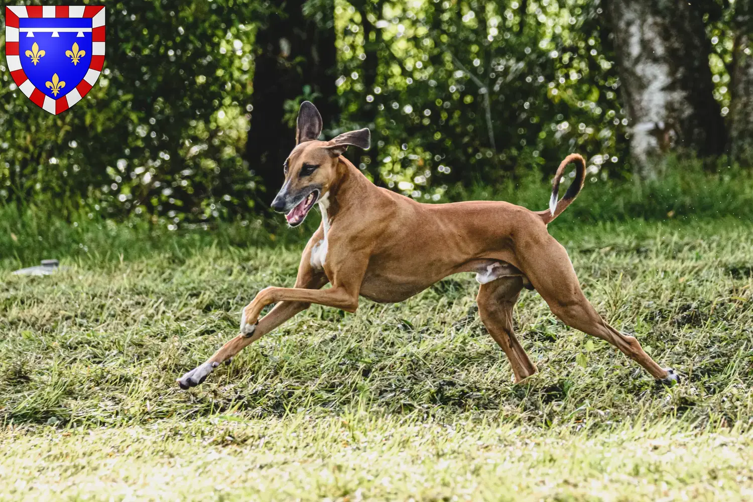 Read more about the article Azawakh breeders and puppies in Centre-Val de Loire