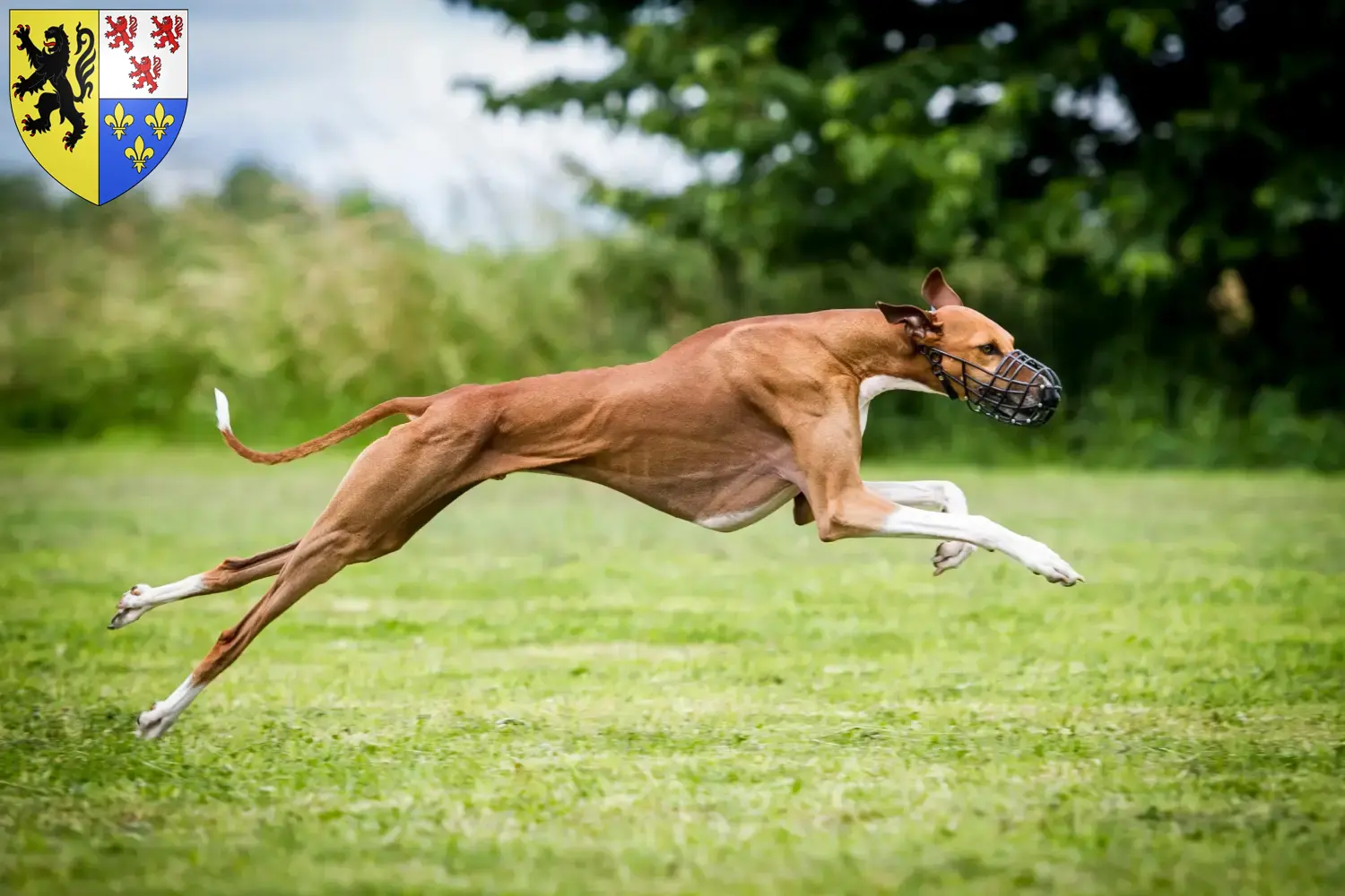 Read more about the article Azawakh breeders and puppies in Hauts-de-France