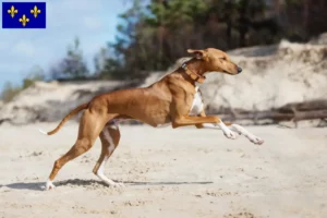 Read more about the article Azawakh breeders and puppies in Île-de-France