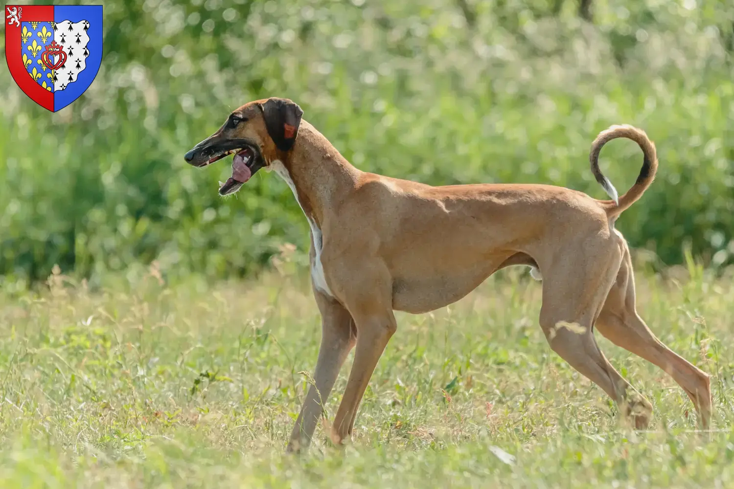 Read more about the article Azawakh breeders and puppies in Pays de la Loire