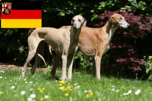 Read more about the article Azawakh breeders and puppies in Rhineland-Palatinate