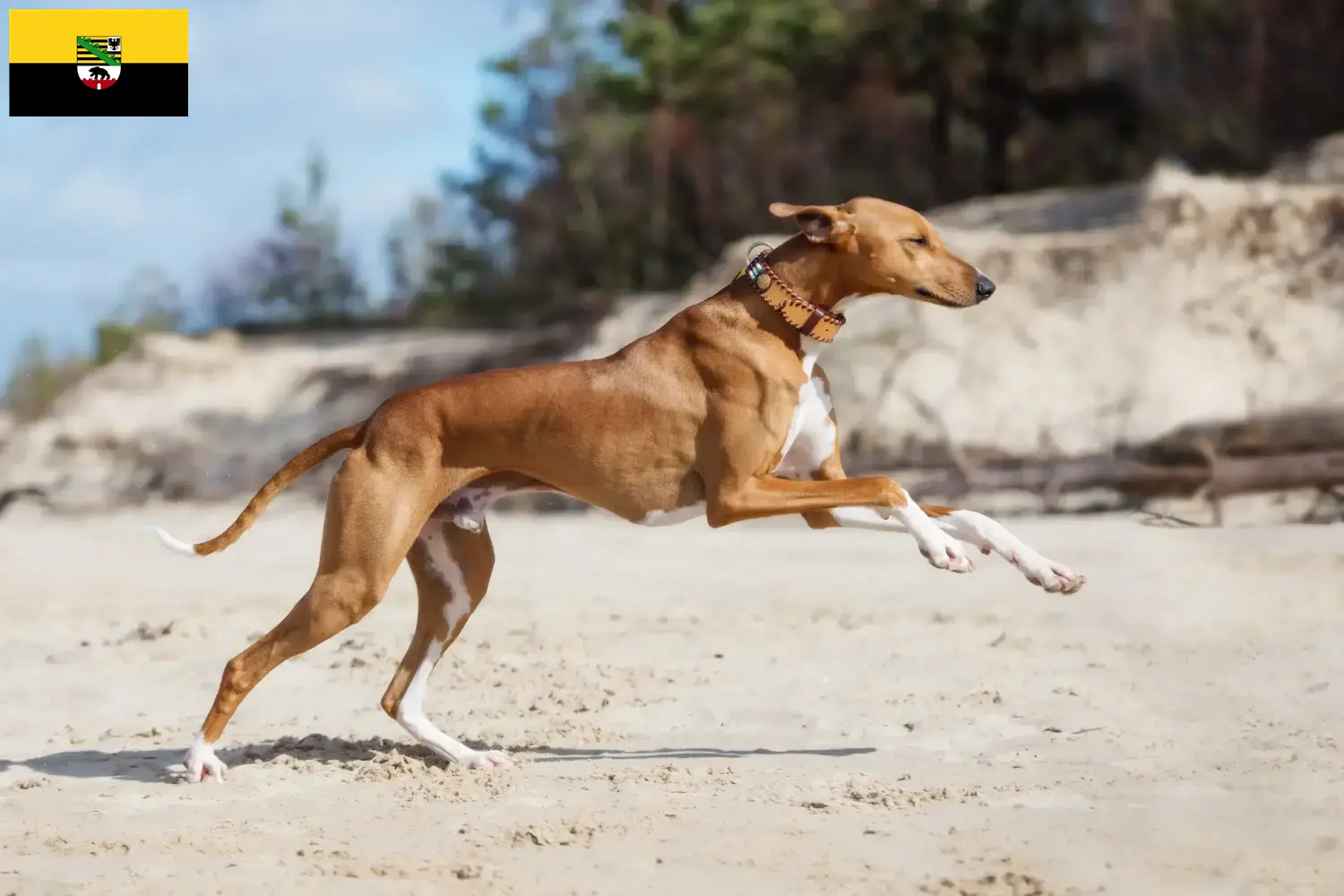 Read more about the article Azawakh breeders and puppies in Saxony-Anhalt