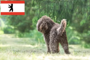 Read more about the article Barbet breeders and puppies in Berlin