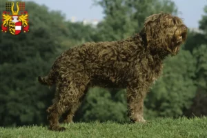 Read more about the article Barbet breeders and puppies in Carinthia