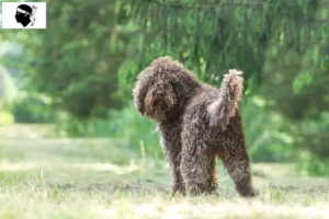Read more about the article Barbet breeders and puppies in Corsica
