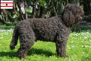 Read more about the article Barbet breeders and puppies in Drenthe