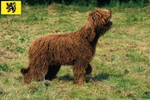 Read more about the article Barbet breeders and puppies in Flanders
