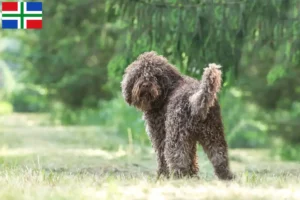 Read more about the article Barbet breeders and puppies in Groningen