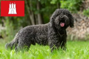 Read more about the article Barbet breeders and puppies in Hamburg