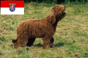 Read more about the article Barbet breeders and puppies in Hessen