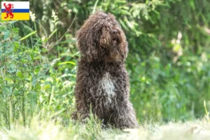 Read more about the article Barbet breeders and puppies in Limburg