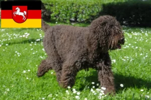 Read more about the article Barbet breeders and puppies in Lower Saxony