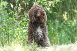 Read more about the article Barbet breeders and puppies in Midtjylland