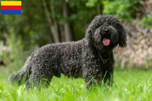 Read more about the article Barbet breeders and puppies in North Holland