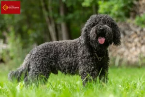 Read more about the article Barbet breeders and puppies in Occitania