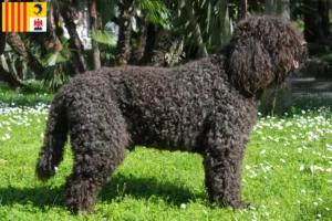 Read more about the article Barbet breeders and puppies in Provence-Alpes-Côte d’Azur