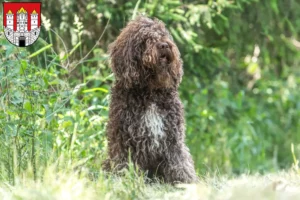 Read more about the article Barbet breeders and puppies in Salzburg