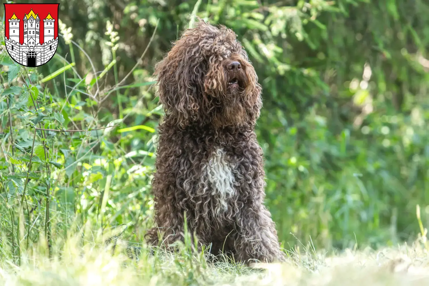 Read more about the article Barbet breeders and puppies in Salzburg