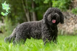 Read more about the article Barbet breeders and puppies in Sjælland