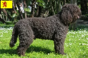 Read more about the article Barbet breeders and puppies in South Holland