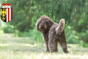 Read more about the article Barbet breeders and puppies in Upper Austria