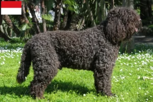 Read more about the article Barbet breeders and puppies in Vienna