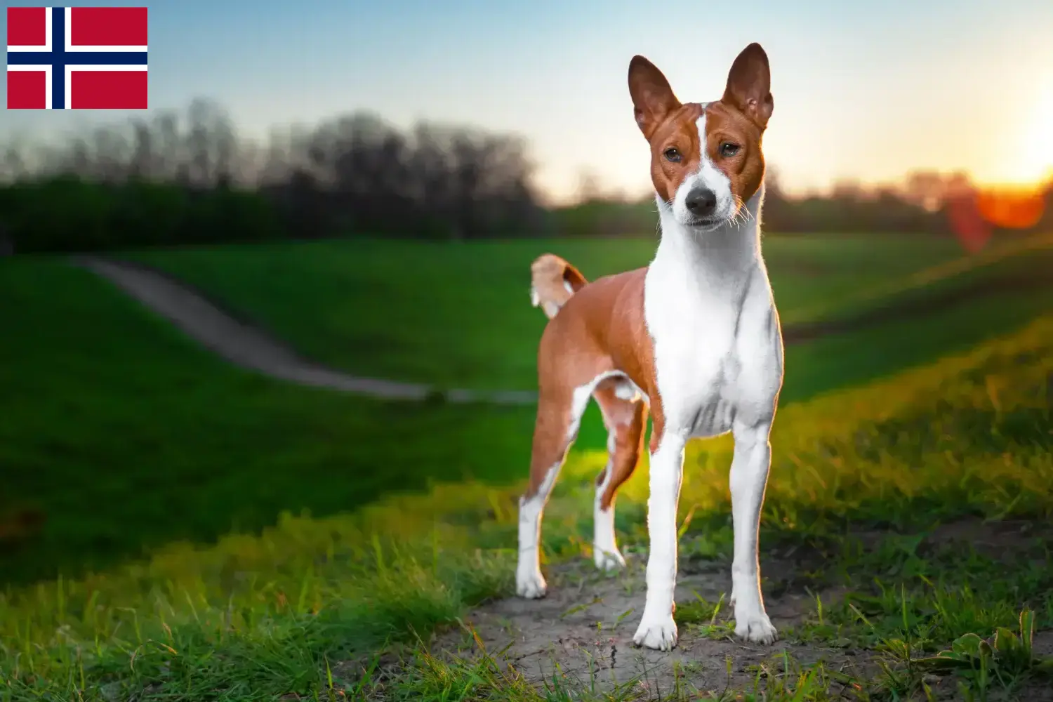Read more about the article Basenji breeders and puppies in Norway