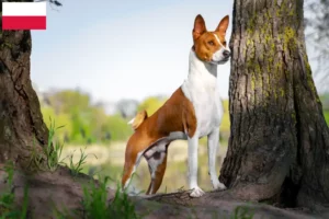 Read more about the article Basenji breeders and puppies in Poland