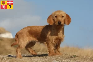 Read more about the article Basset fauve de Bretagne breeders and puppies in Auvergne-Rhône-Alpes