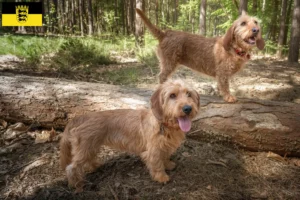 Read more about the article Basset fauve de Bretagne breeders and puppies in Baden-Württemberg