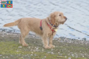 Read more about the article Basset fauve de Bretagne breeders and puppies in Bourgogne-Franche-Comté