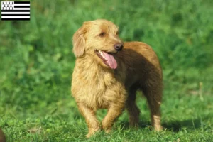 Read more about the article Basset fauve de Bretagne breeders and puppies in Brittany