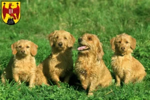 Read more about the article Basset fauve de Bretagne breeders and puppies in Burgenland