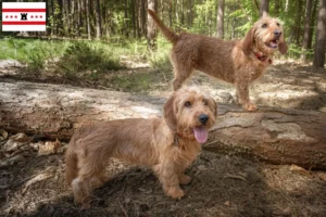 Read more about the article Basset fauve de Bretagne breeders and puppies in Drenthe