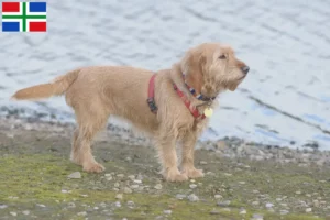 Read more about the article Basset fauve de Bretagne breeders and puppies in Groningen