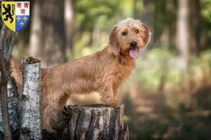 Read more about the article Basset fauve de Bretagne breeders and puppies in Hauts-de-France