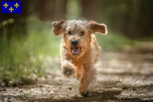 Read more about the article Basset fauve de Bretagne breeders and puppies in Île-de-France